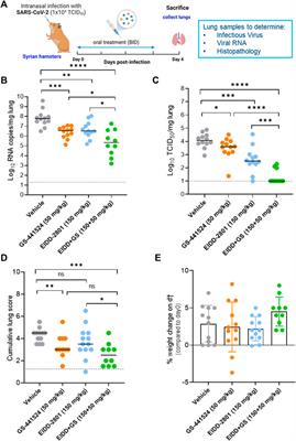 Combination of the parent analogue of remdesivir (GS-441524) and molnupiravir results in a markedly potent antiviral effect in SARS-CoV-2 infected Syrian hamsters